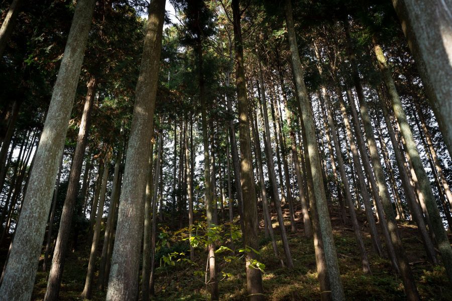 林の中で多くの木が育っている様子